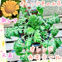 レアな オレンジバーム マンダリナ 苗 ティーハーブ 早い者勝ち レアな オレンジバーム マンダリナ 苗 ティーハーブ 早い者勝ち