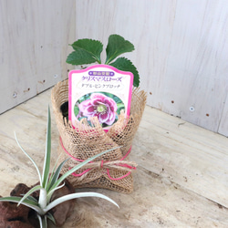 おまかせ♡ダブル咲き♡クリスマスローズ♡ 2枚目の画像