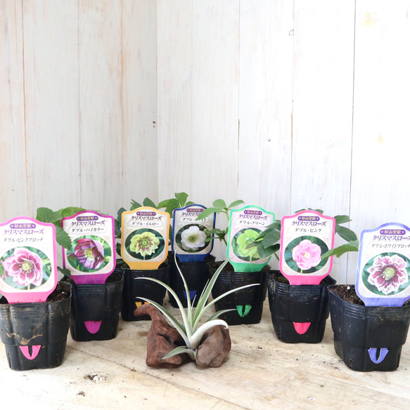 おまかせ♡ダブル咲き♡クリスマスローズ♡ 1枚目の画像