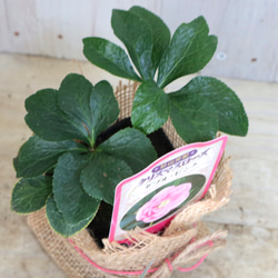 おまかせ♡ダブル咲き♡クリスマスローズ♡ 9枚目の画像