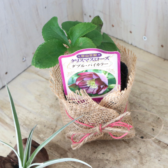 おまかせ♡ダブル咲き♡クリスマスローズ♡ 15枚目の画像