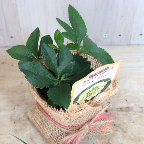 おまかせ♡ダブル咲き♡クリスマスローズ♡ 11枚目の画像