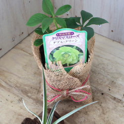 おまかせ♡ダブル咲き♡クリスマスローズ♡ 5枚目の画像