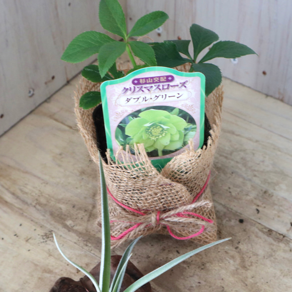 おまかせ♡ダブル咲き♡クリスマスローズ♡ 5枚目の画像