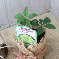 おまかせ♡ダブル咲き♡クリスマスローズ♡ 4枚目の画像