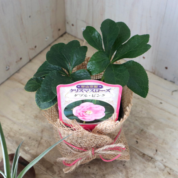 おまかせ♡ダブル咲き♡クリスマスローズ♡ 8枚目の画像