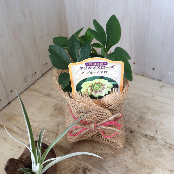 おまかせ♡ダブル咲き♡クリスマスローズ♡ 10枚目の画像