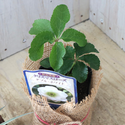 おまかせ♡ダブル咲き♡クリスマスローズ♡ 6枚目の画像