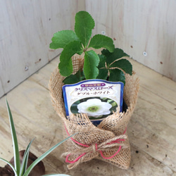 おまかせ♡ダブル咲き♡クリスマスローズ♡ 7枚目の画像