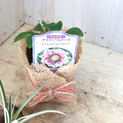 おまかせ♡ダブル咲き♡クリスマスローズ♡ 12枚目の画像