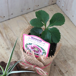 おまかせ♡ダブル咲き♡クリスマスローズ♡ 3枚目の画像