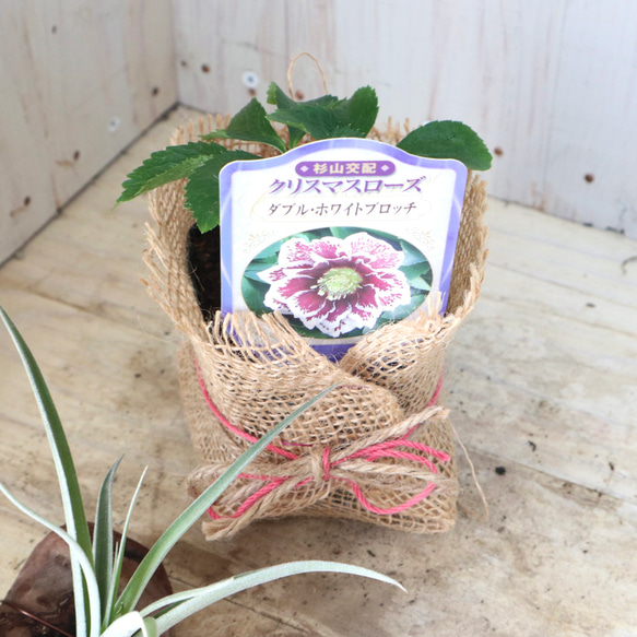 おまかせ♡ダブル咲き♡クリスマスローズ♡ 13枚目の画像