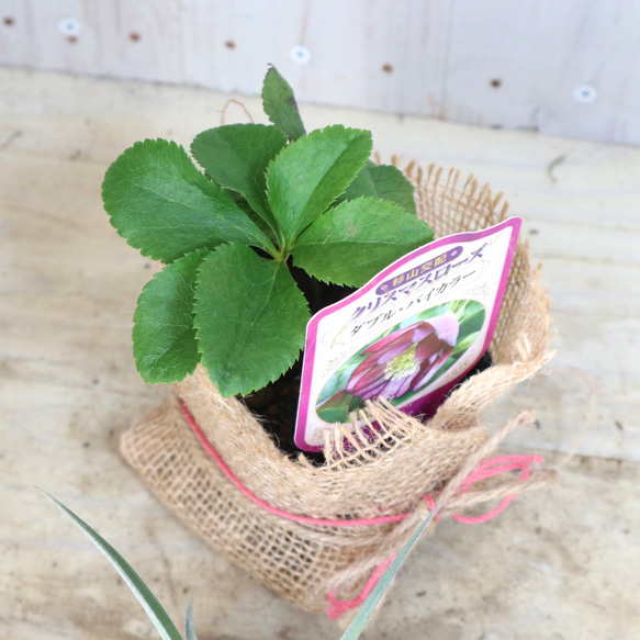 おまかせ♡ダブル咲き♡クリスマスローズ♡ 16枚目の画像