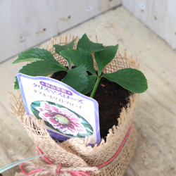 おまかせ♡ダブル咲き♡クリスマスローズ♡ 14枚目の画像