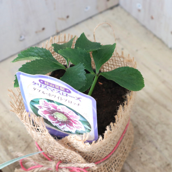 おまかせ♡ダブル咲き♡クリスマスローズ♡ 14枚目の画像