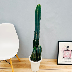 現品］40番 柱サボテン 鬼面角 3本立て 観葉植物 大型 棘無し サボテン