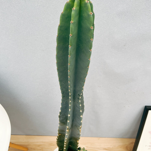 柱サボテン 鬼面角 3本セット 3 柱サボテン 鬼面角 3本仕立て 高さ120㎝程度 – Little Green Planet