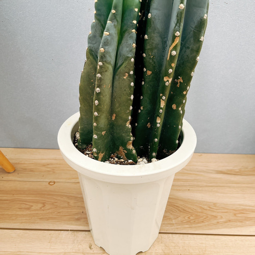 現品］40番 柱サボテン 鬼面角 3本立て 観葉植物 大型 棘無し サボテン