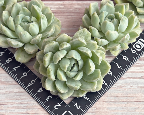 a66095cdecb6ffe648762000ada65e