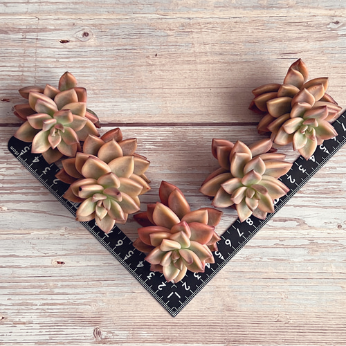 多肉植物 アルマンズ錦 韓国苗 多肉植物 pariʚ❤︎ɞtaniku