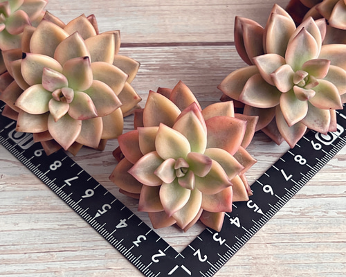 多肉植物 アルマンズ錦 韓国苗 多肉植物 pariʚ❤︎ɞtaniku