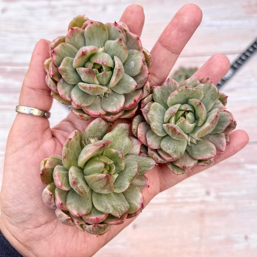 マリア錦◎多肉植物 カット苗 韓国苗 エケベリア等