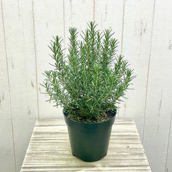 光触媒 人工観葉植物 ウォールグリーン フェイクグリーン オリーブ1.2m