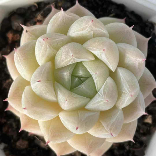 多肉植物 エケベリア フルーツキャンディー 4cm 抜き苗 1株 多肉 多肉植物 エケベリア フルーツキャンディー 4cm 抜き苗 1株 多肉