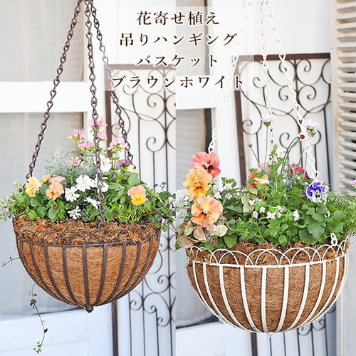 現品販売 花寄せ植え フリルパンジー＆ネメシア＆ローダンセマム 吊り