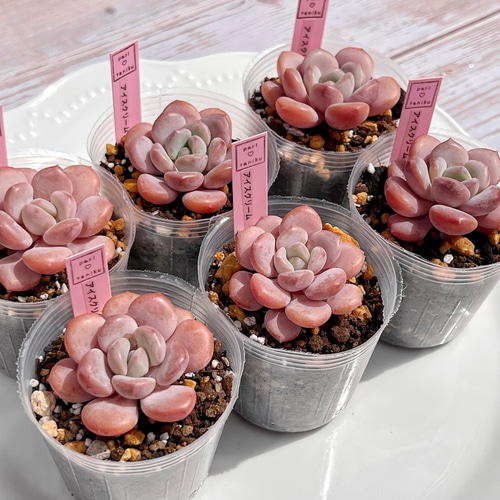 多肉植物 アイスクリーム 韓国苗 多肉植物 pariʚ❤︎ɞtaniku