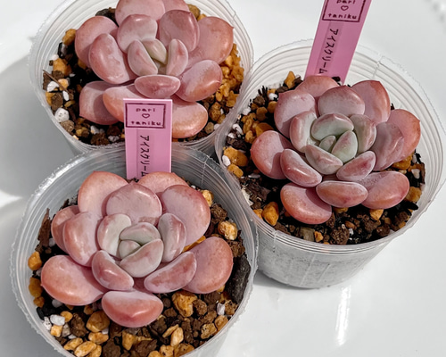 多肉植物　韓国苗　ラズベリーアイス ラズベリーアイス】の紹介ページ｜ E-TANIKU（イータニク）