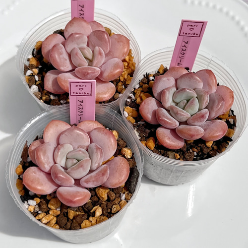 多肉植物 アイスクリーム 韓国苗 多肉植物 pariʚ❤︎ɞtaniku