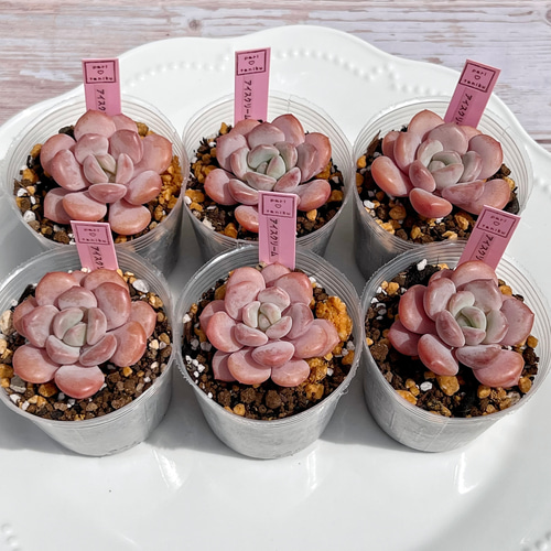 多肉植物 アイスクリーム 韓国苗 多肉植物 pariʚ❤︎ɞtaniku