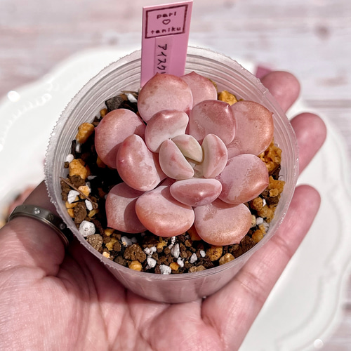 多肉植物　韓国苗　ラズベリーアイス 多肉植物 ラズベリーアイス錦 大群生 るる農園 | るる農園~多肉植物専門
