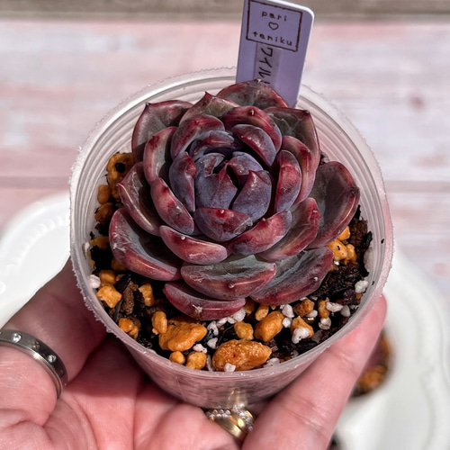 多肉植物　Veronica  韓国製 多肉植物 ワイルドベリー 韓国苗 多肉植物 pariʚ
