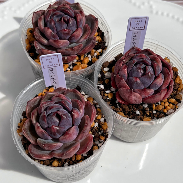 登場! 多肉植物 ワイルドベリー 韓国苗 多肉植物 pariʚ エケベリア・セダム