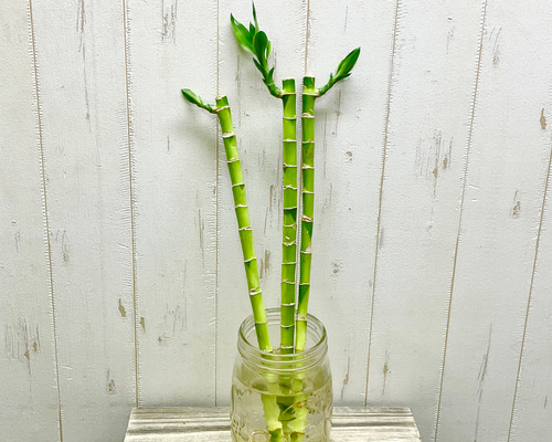 Swarovski ミリオンバンブー スワロフスキー置物・アクセサリー専門店 ☆プラネタリウム☆