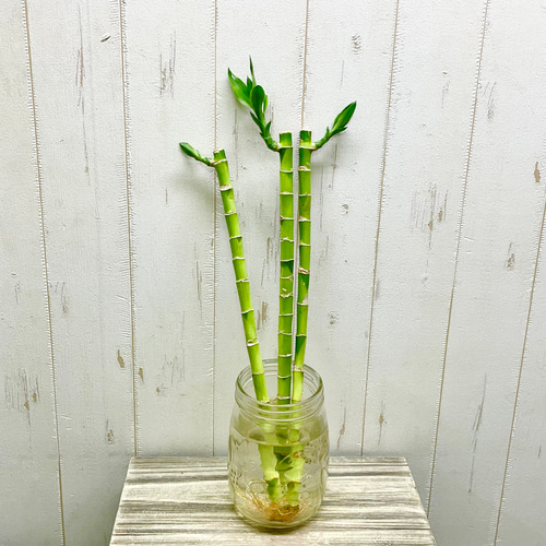 Swarovski ミリオンバンブー スワロフスキー置物・アクセサリー専門店 ☆プラネタリウム☆