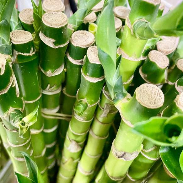  第8張的照片