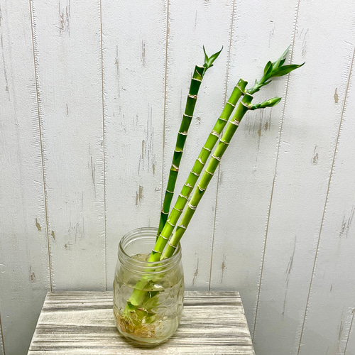 お試し ストレートバンブー ミリオンバンブー 40cm 3本 その他