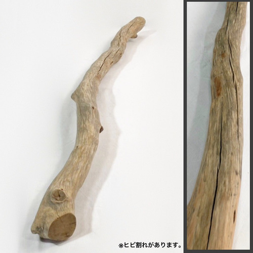 特大 メートル超え 根流木