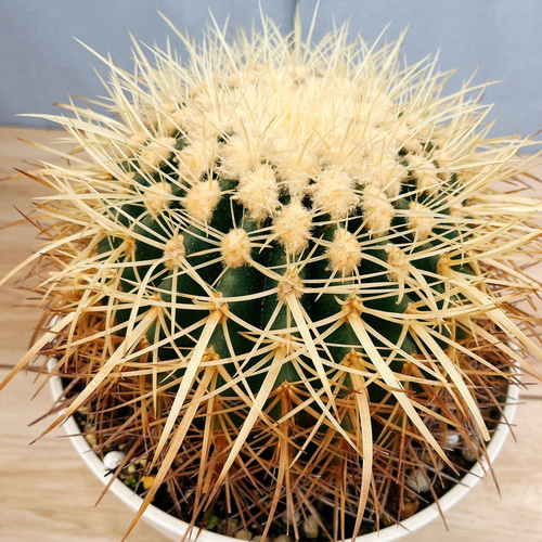 現品］24番 金鯱 8号 観葉植物 大型 おしゃれ エキノカクタス