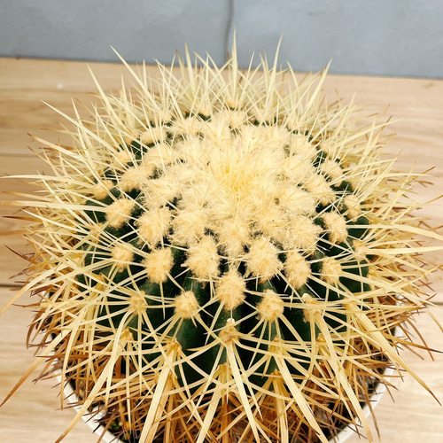 金鯱 40cm 特大 美形 ドライガーデン