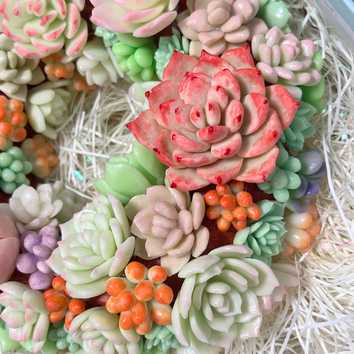 多肉植物の寄せ植えリース（樹脂粘土） 多肉植物 𝕔𝕙𝕒𝕞𝕖𝕝𝕖𝕠𝕟