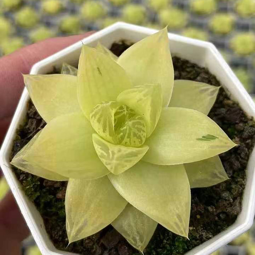 多肉植物 ハオルチア 黄金宝草 6cm 抜き苗 1株 多肉植物 愛多肉 多肉植物 ハオルチア 黄金宝草 6cm 抜き苗 1株 多肉植物 愛多肉