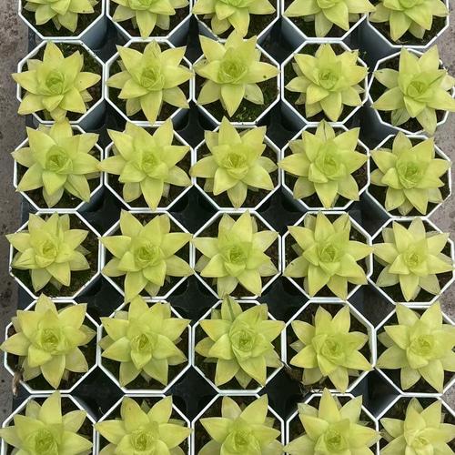 多肉植物 ハオルチア 黄金宝草 6cm 抜き苗 1株 多肉植物 愛多肉