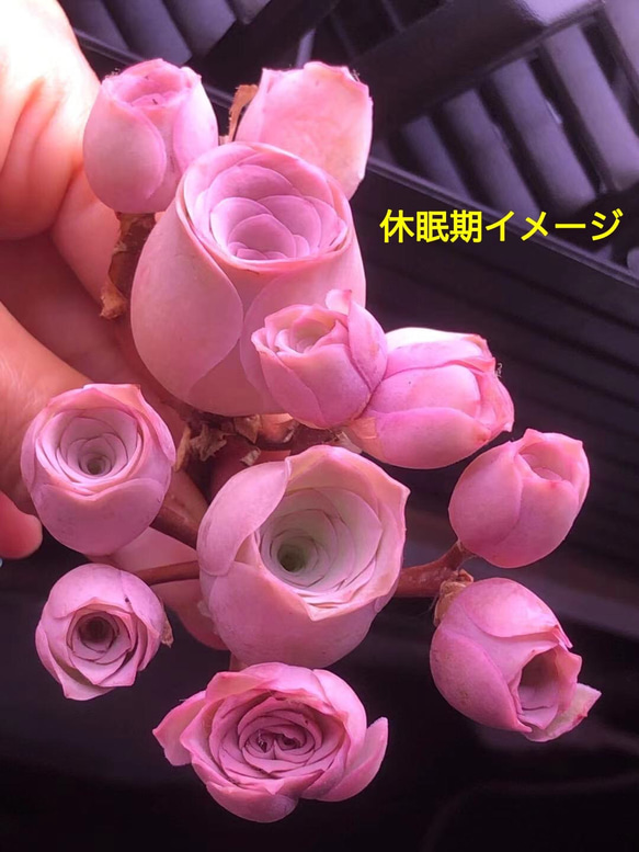 レア交配種 多肉植物 グリーノビア ピンクエルイエロ x珠玉