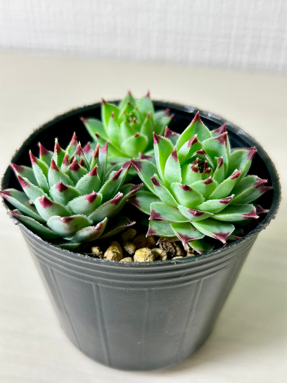3株セット!!多肉植物 観葉植物 センペルビウム あやざくら 多肉