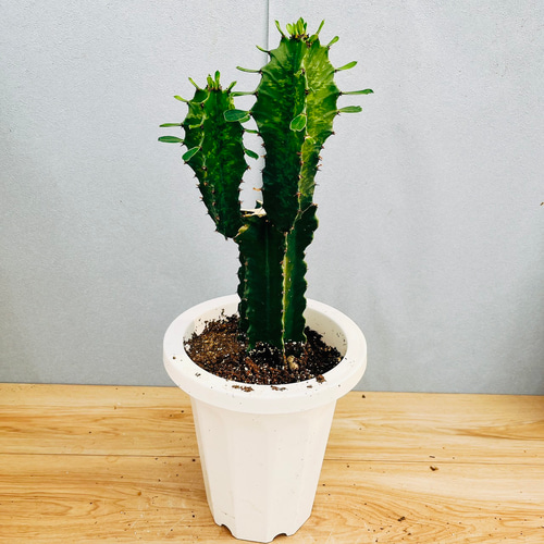 ユーフォルビア 陶器鉢 超特大 超群生 オベサ ユーフォルビア 木化 作家陶器鉢のまま発送 塊根