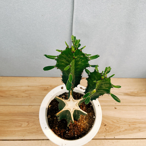 現品］【希少】☆一点限り☆ ユーフォルビア 五彩閣 ブランチ 観葉植物